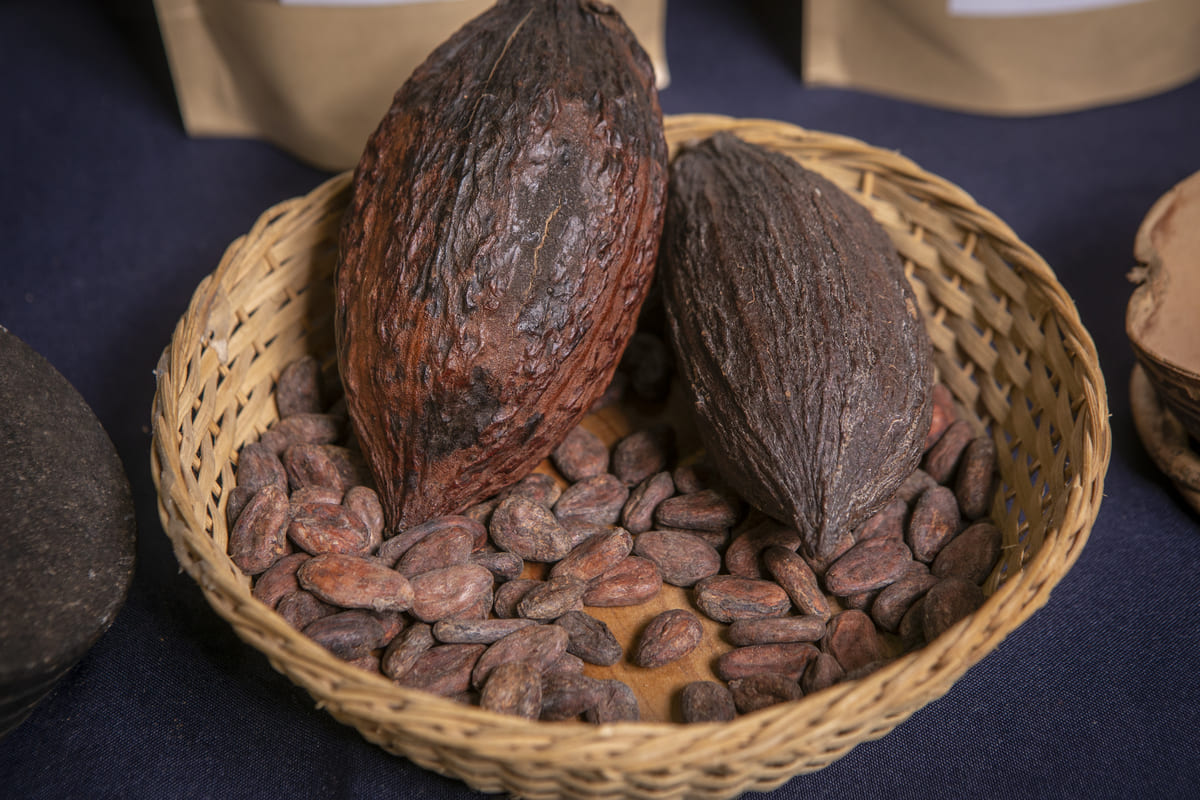 Cacao de Grijalba